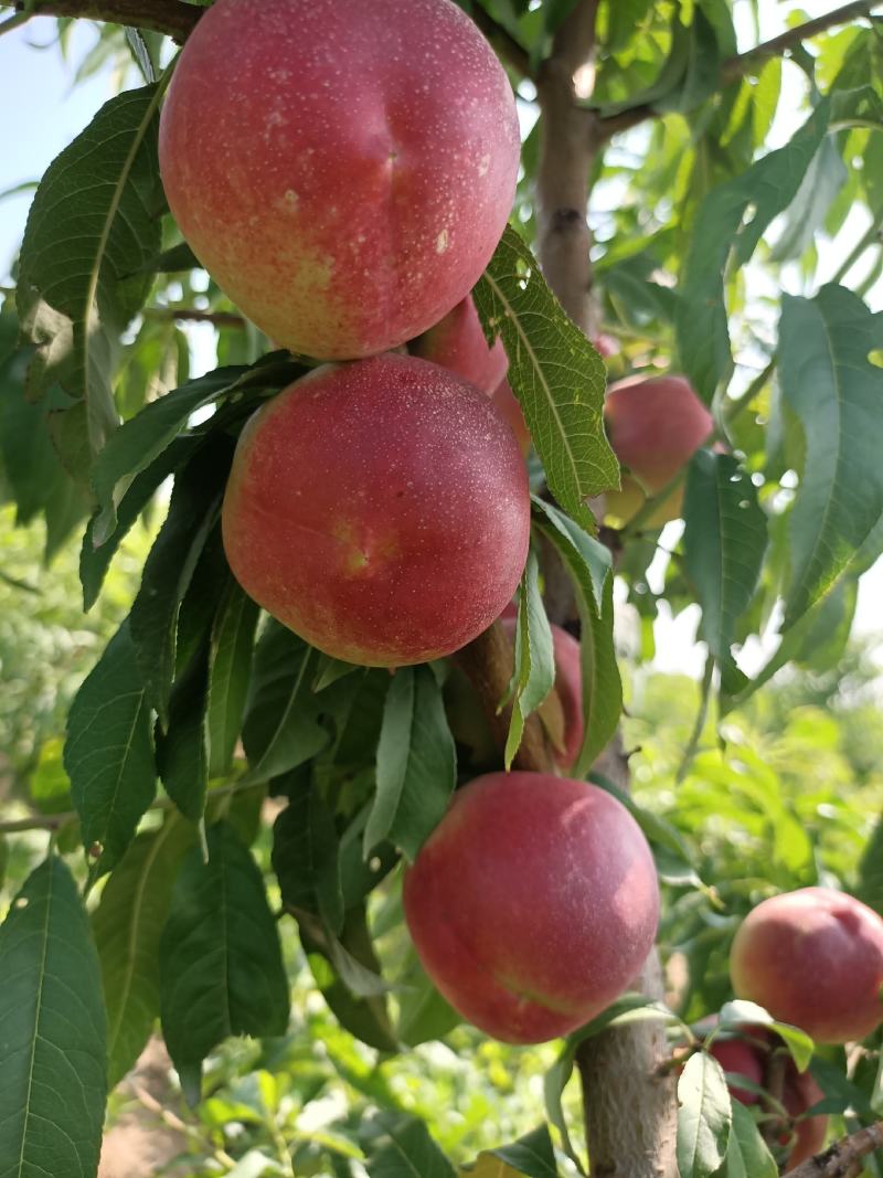 珍珠枣油桃纯甜枣油桃枣蜜桃离核枣油桃枣蜜桃