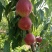 珍珠枣油桃纯甜枣油桃枣蜜桃离核枣油桃枣蜜桃