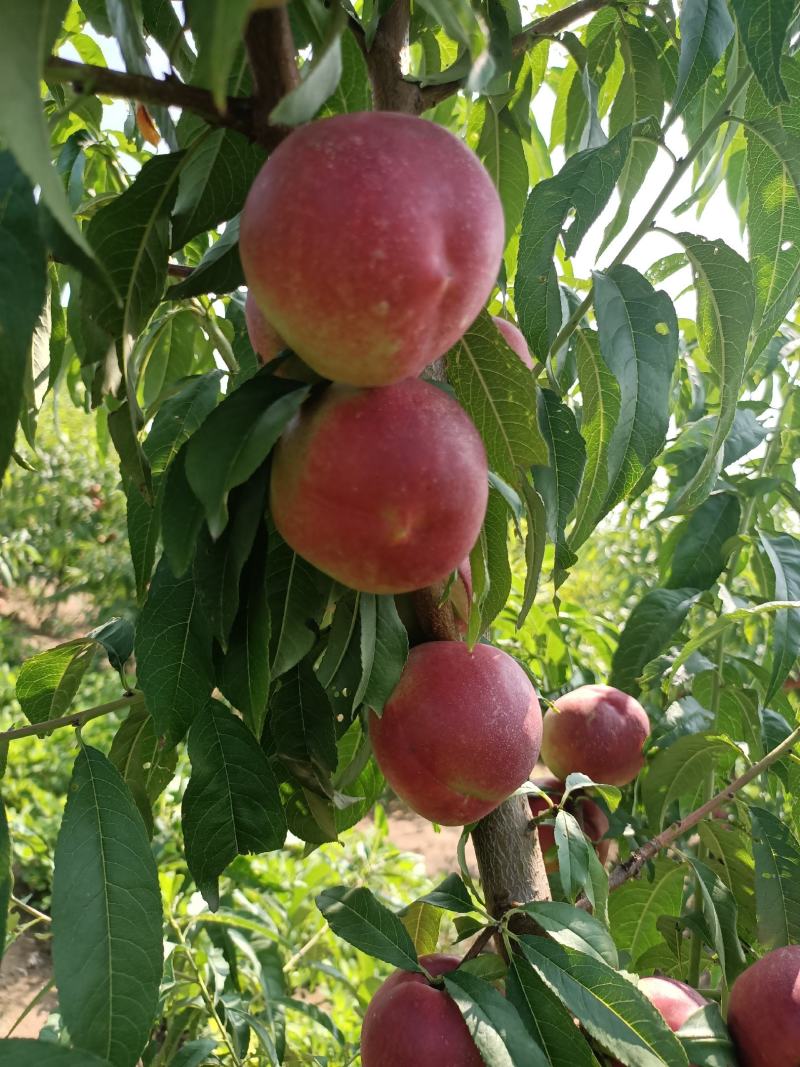 珍珠枣油桃纯甜枣油桃枣蜜桃离核枣油桃枣蜜桃