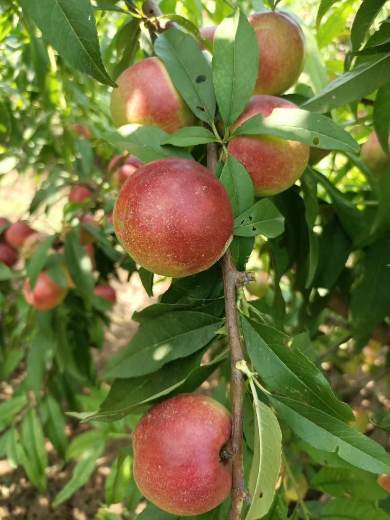 珍珠枣油桃纯甜枣油桃枣蜜桃离核枣油桃枣蜜桃