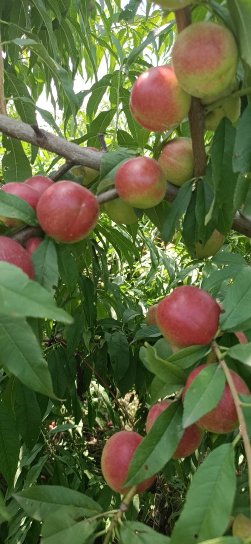 珍珠枣油桃纯甜枣油桃枣蜜桃离核枣油桃枣蜜桃