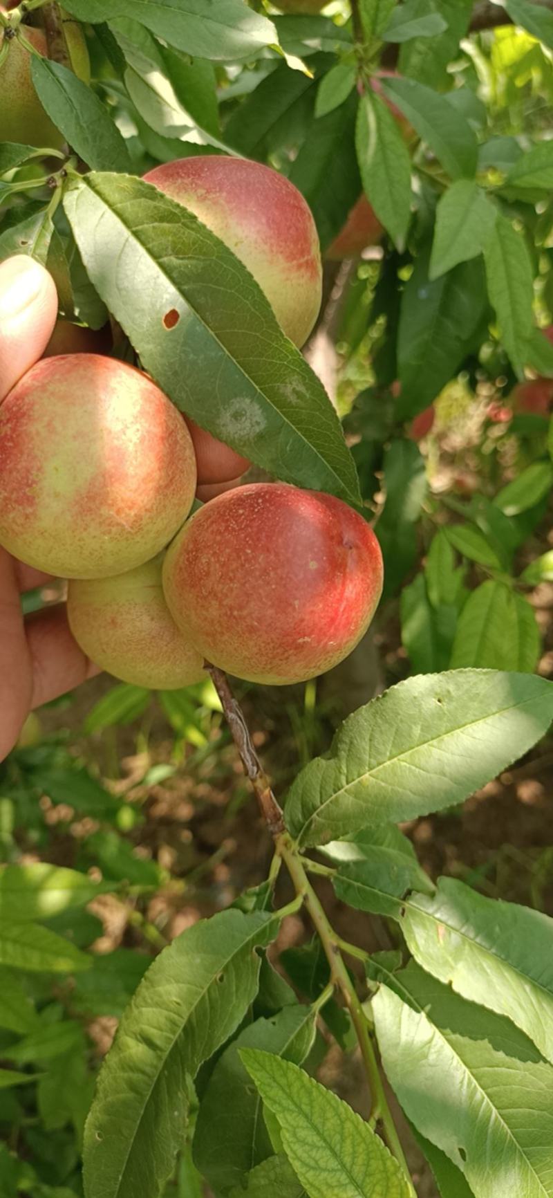 珍珠枣油桃纯甜枣油桃枣蜜桃离核枣油桃枣蜜桃