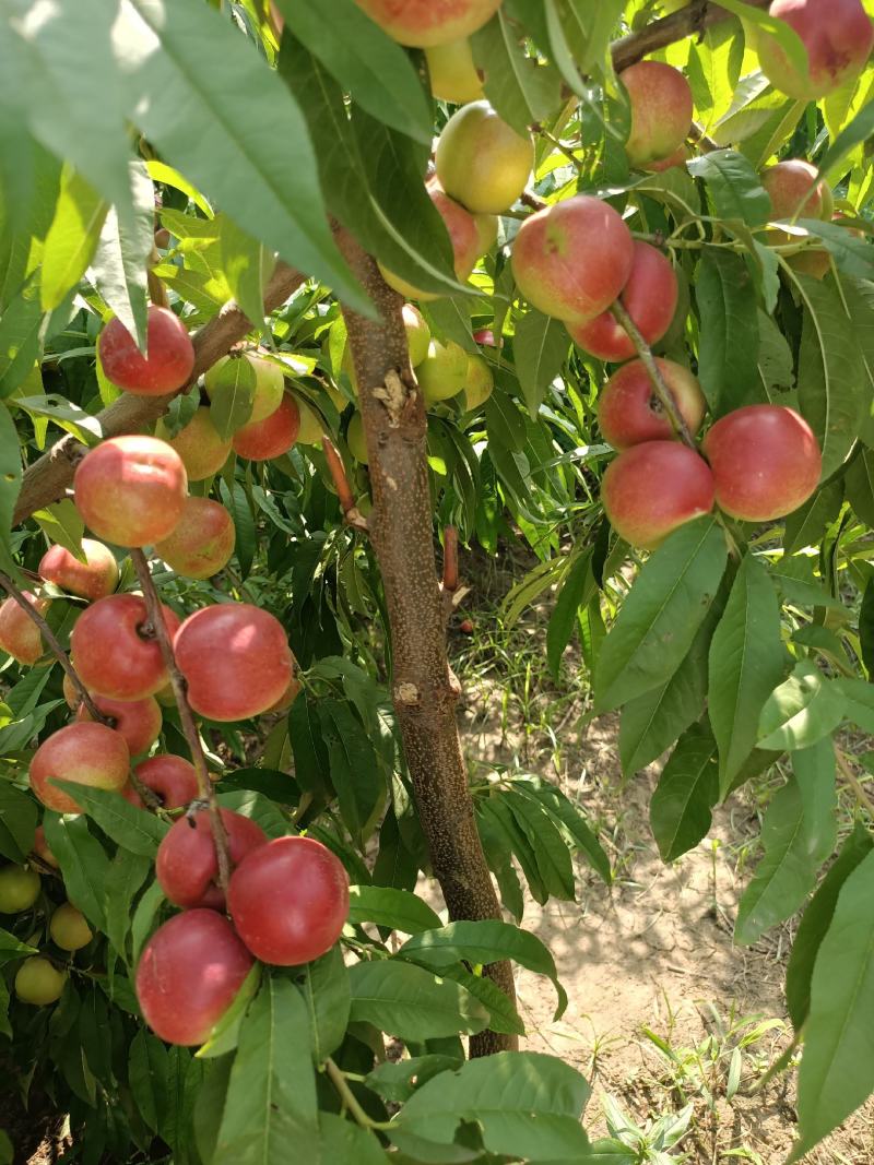 珍珠枣油桃纯甜枣油桃枣蜜桃离核枣油桃枣蜜桃