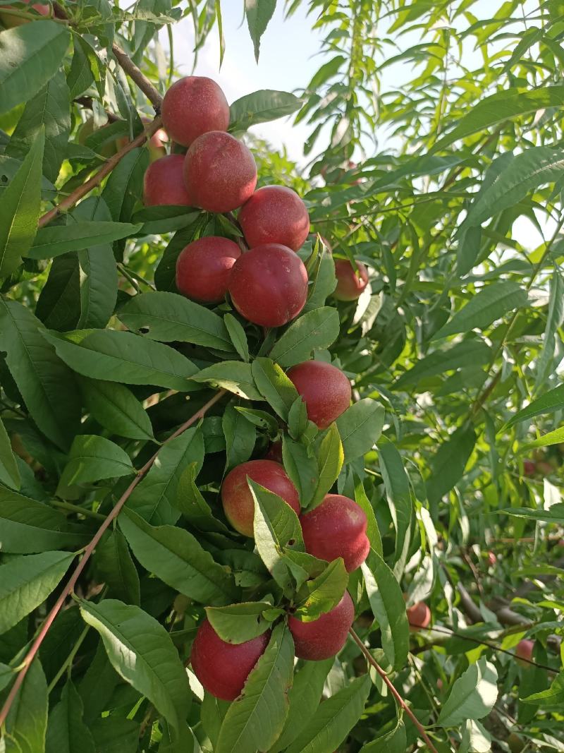 珍珠枣油桃纯甜枣油桃枣蜜桃离核枣油桃枣蜜桃