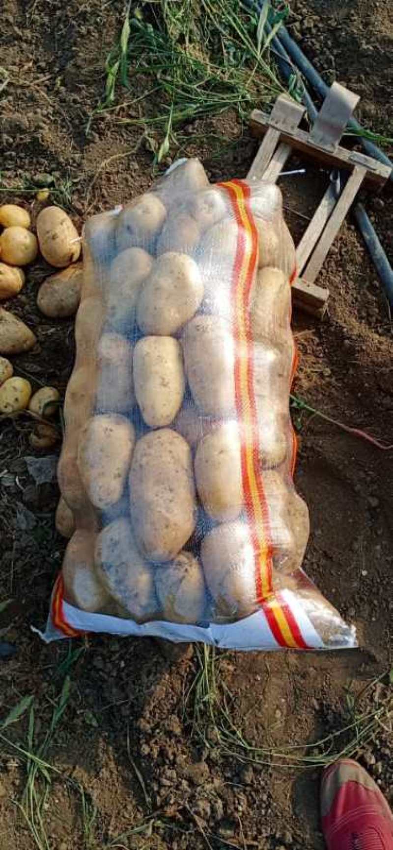 河北唐山精品土豆大量上市/产地直发量大价优货源充足