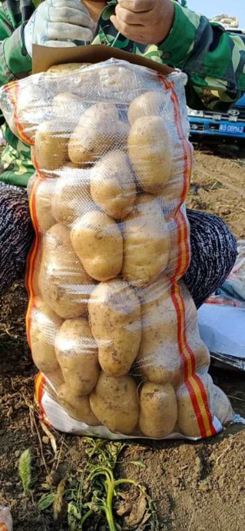 河北唐山精品土豆大量上市/产地直发量大价优货源充足