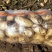 河北唐山精品土豆大量上市/产地直发量大价优货源充足