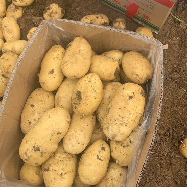 河北唐山精品土豆大量上市/产地直发量大价优货源充足