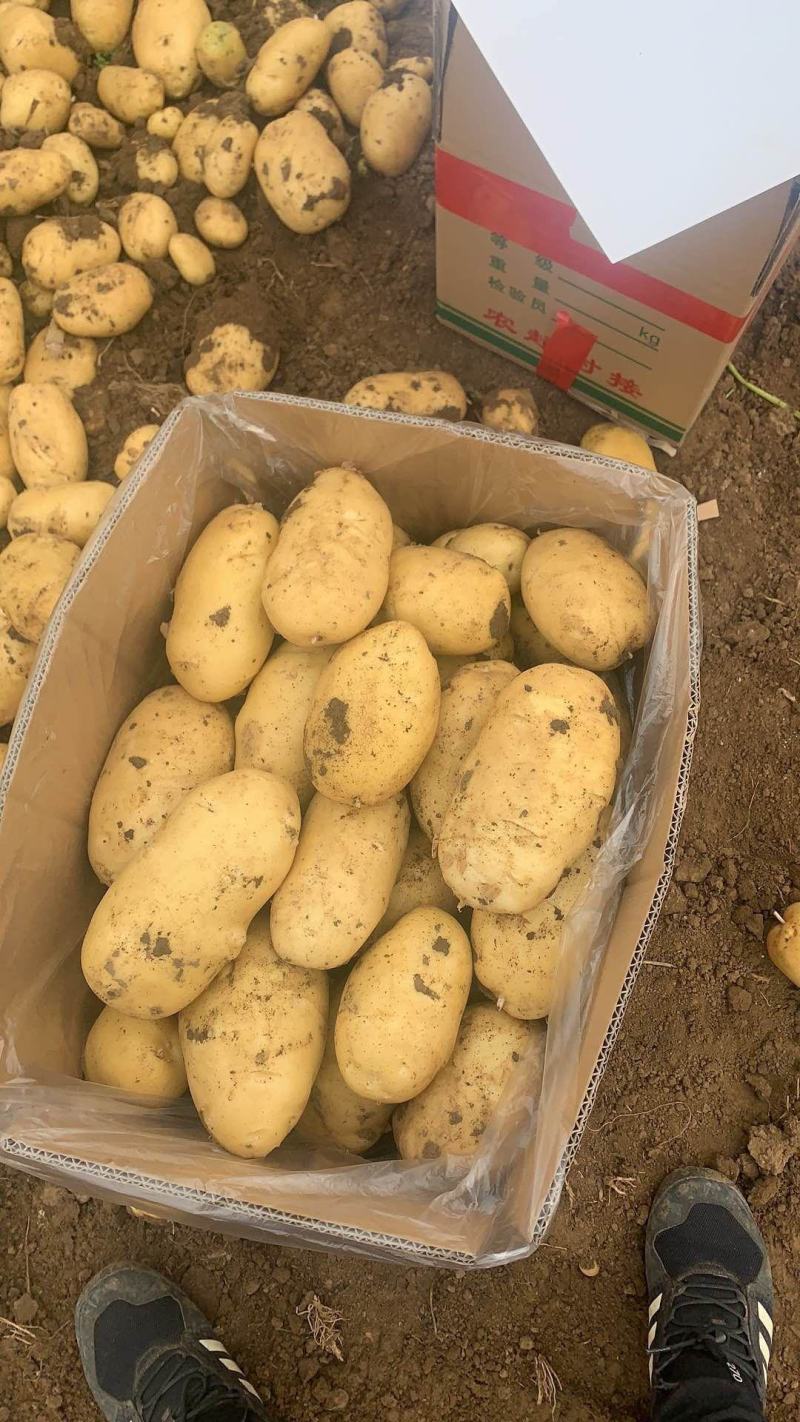 河北唐山精品土豆大量上市/产地直发量大价优货源充足