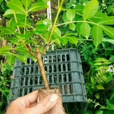 江西广西中花吴茱萸土球苗袋苗嫁接苗杯苗营养袋苗茶辣苗扦插