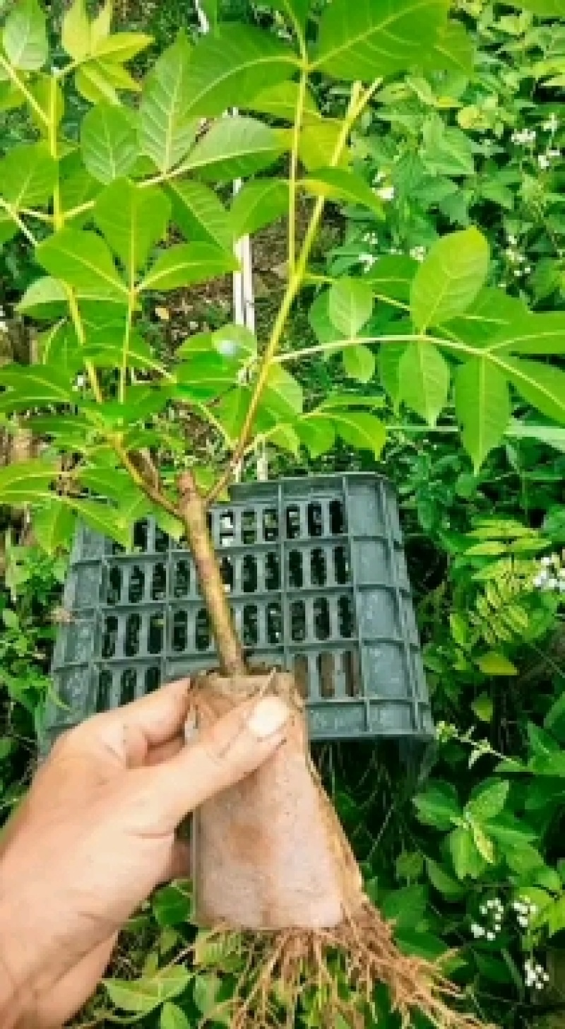 江西广西中花吴茱萸土球苗袋苗嫁接苗杯苗营养袋苗茶辣苗扦插