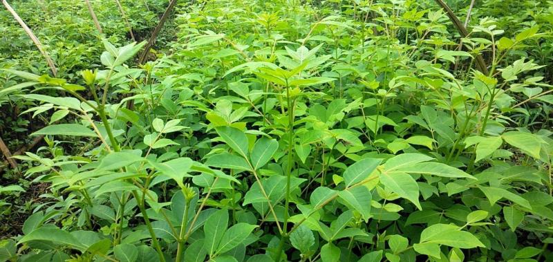 江西广西中花吴茱萸土球苗袋苗嫁接苗杯苗营养袋苗茶辣苗扦插