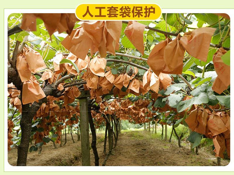 【一件代发】【包邮包赔】四川浦江红心猕猴桃原产地发货！