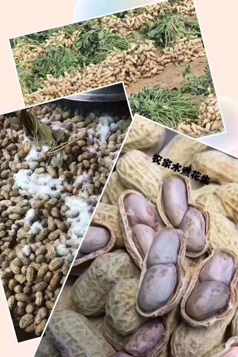 原生态水煮花生，，保留花生原有的清甜越嚼越香，好吃不上火