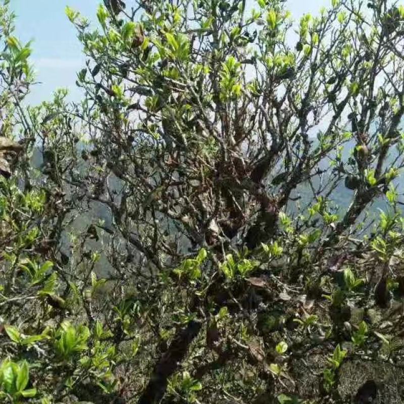 古树茶