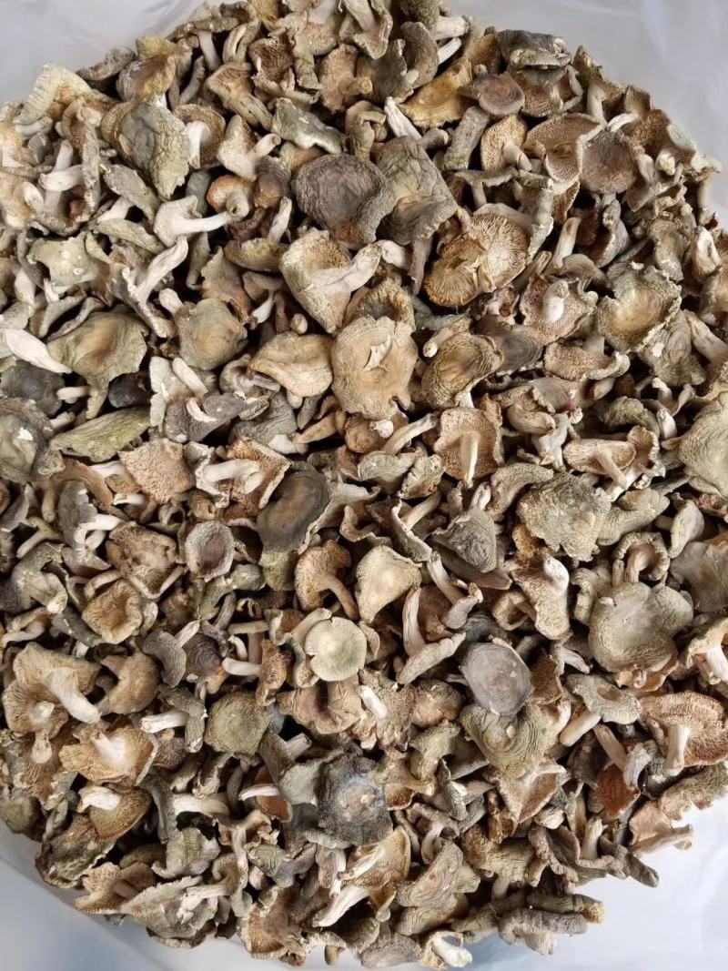 【量大从优】云南野生菌食用菌新货青头菌批发干货