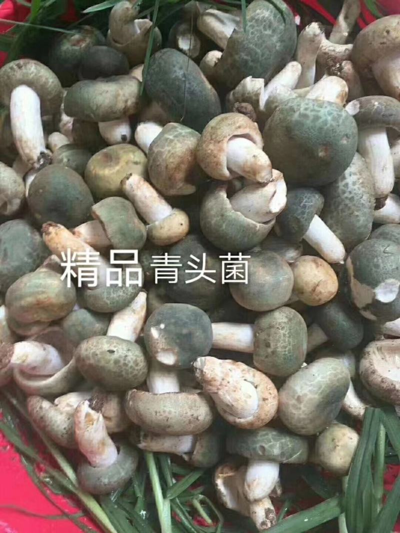 【量大从优】云南野生菌食用菌新货青头菌批发干货