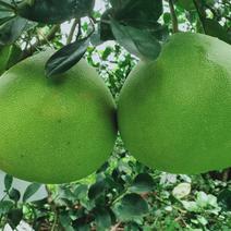 [爱心助农]海南柚子原产地直供多汁肉多青柚一件