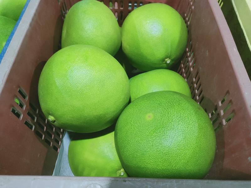 [爱心助农]海南柚子原产地直供多汁肉多青柚一件代发