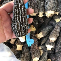 批发云南羊肚菌野生菌野生羊肚菌食用菌干货特产