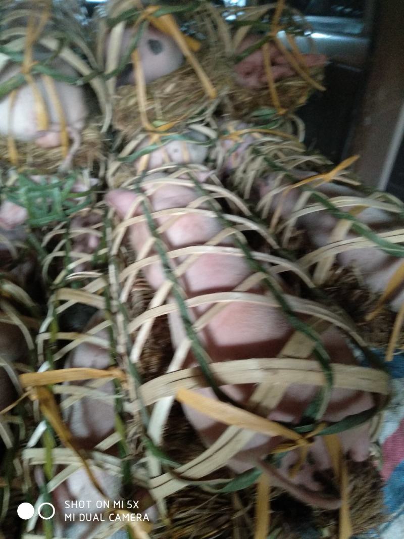 猪仔，出售，可做母猪
