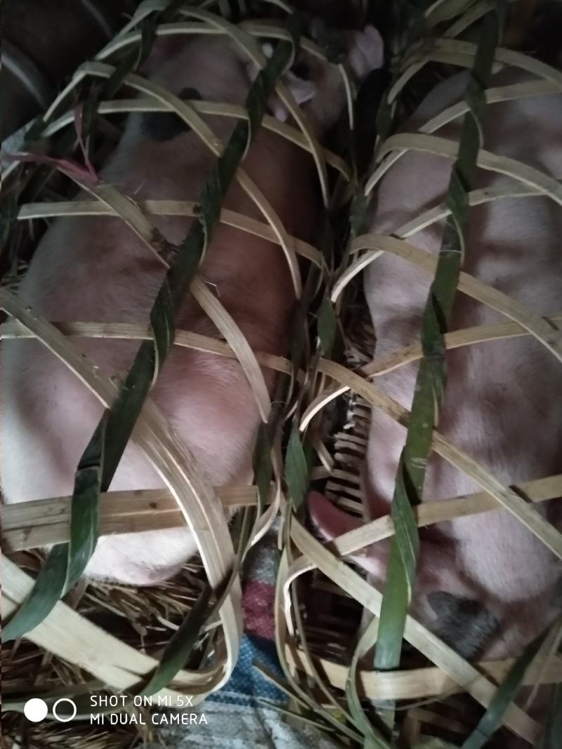 猪仔，出售，可做母猪