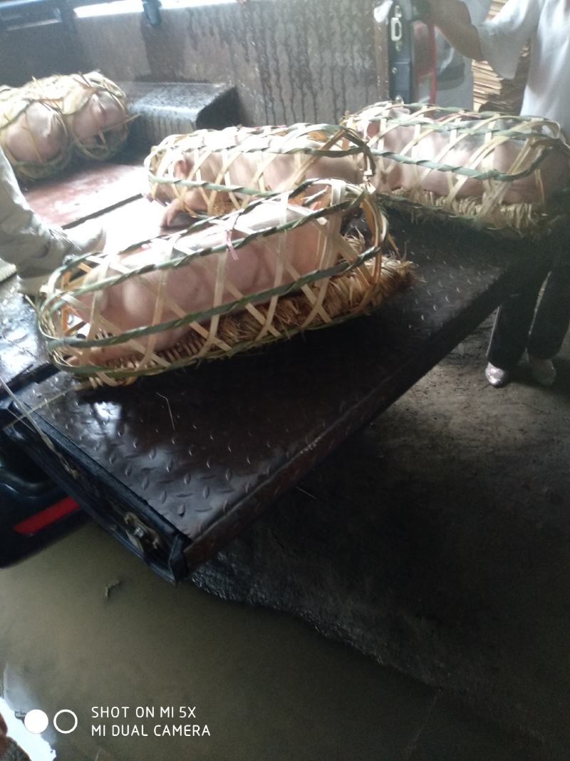 猪仔，出售，可做母猪