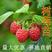 红一树莓苗双季树莓苗一手货源自家苗圃基地当年结果（红一）