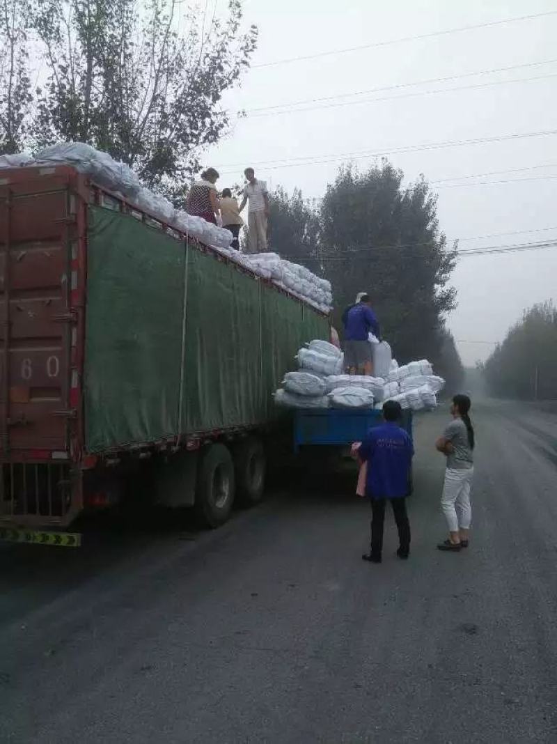 微山湖荷叶中药饮片荷叶丝荷叶块荷叶边角料荷叶打粉袋泡茶专