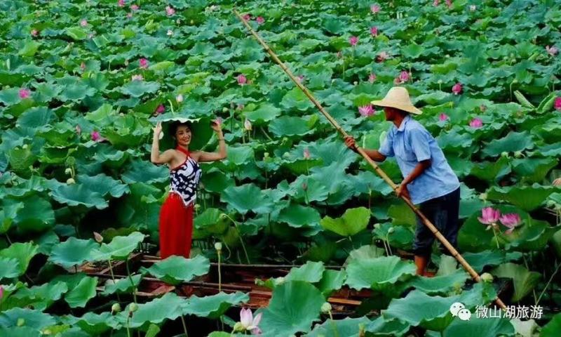 荷叶丝荷叶条形荷叶宽1厘米产地山东微山湖新货绿色药厂投