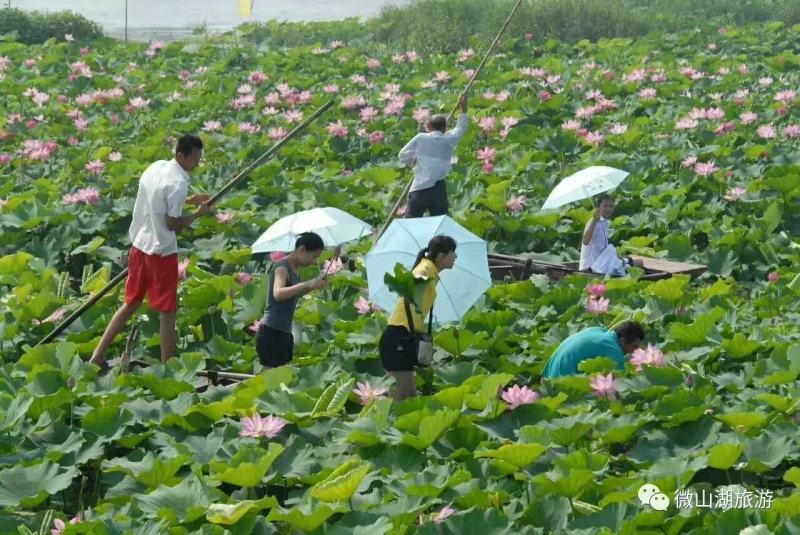 荷叶丝荷叶条形荷叶宽1厘米产地山东微山湖新货绿色药厂投