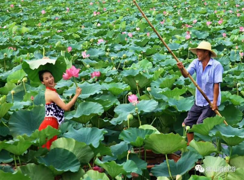 荷叶丝荷叶条形荷叶宽1厘米产地山东微山湖新货绿色药厂投