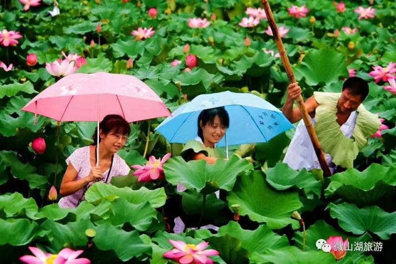 荷叶丝荷叶条形荷叶宽1厘米产地山东微山湖新货绿色药厂投