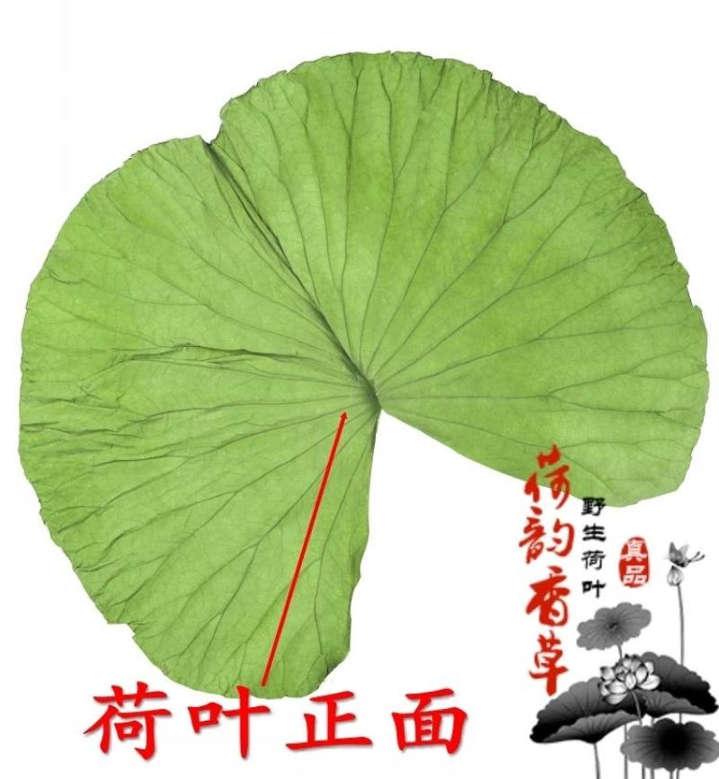 中号整张荷叶精品微山湖整张干荷叶特价包邮做荷叶饭叫花鸡糯