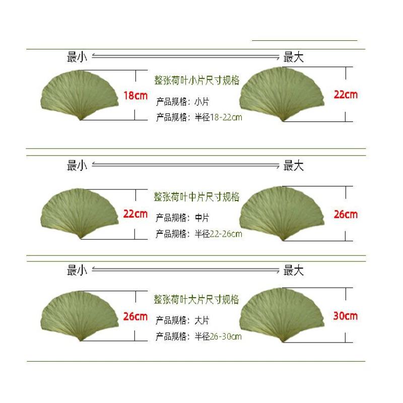 小号整张荷叶微山湖精选优质整张干荷叶做荷叶饭叫花鸡糯米鸡