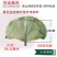 小号整张荷叶微山湖精选优质整张干荷叶做荷叶饭叫花鸡糯米鸡