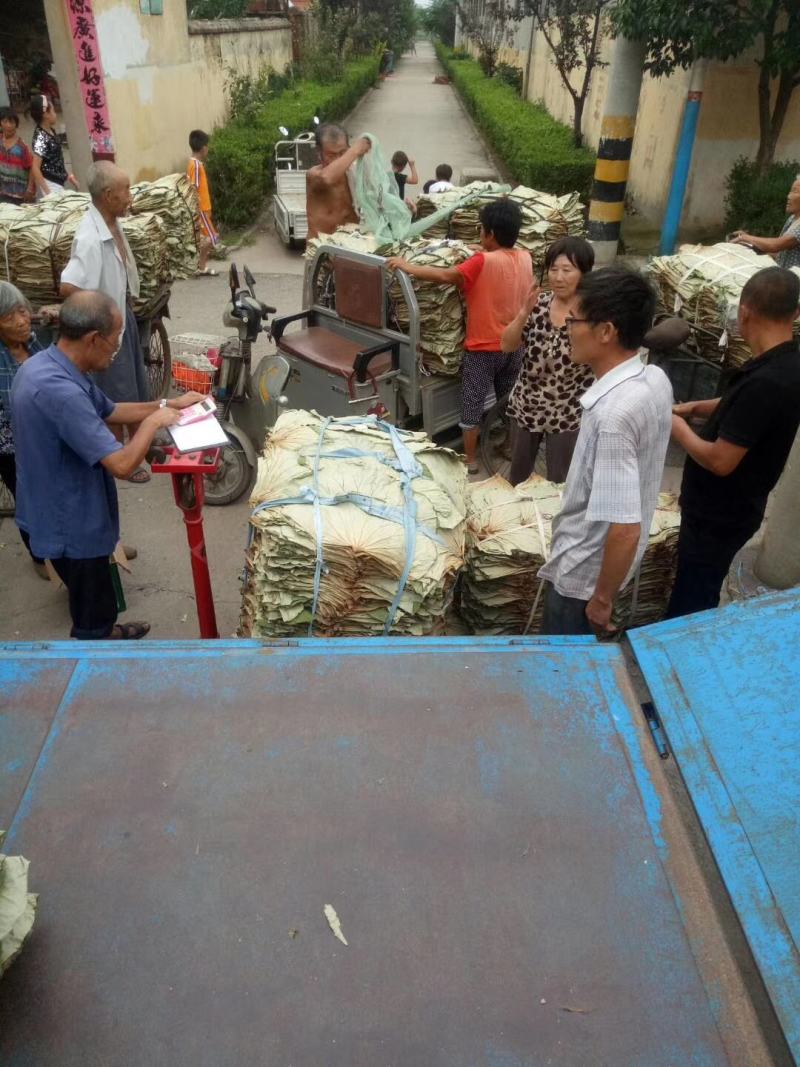 小号整张荷叶微山湖精选优质整张干荷叶做荷叶饭叫花鸡糯米鸡