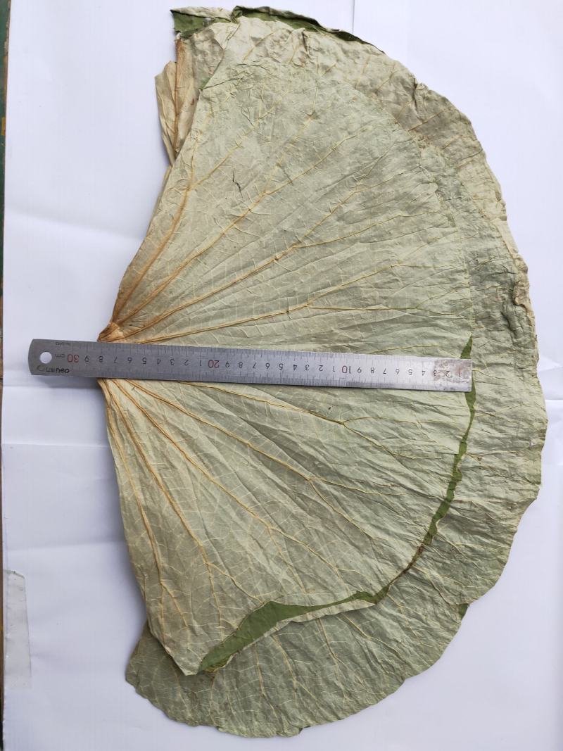 小号整张荷叶微山湖精选优质整张干荷叶做荷叶饭叫花鸡糯米鸡