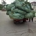 小号整张荷叶微山湖精选优质整张干荷叶做荷叶饭叫花鸡糯米鸡