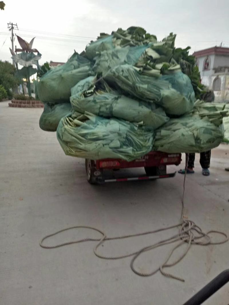 小号整张荷叶微山湖精选优质整张干荷叶做荷叶饭叫花鸡糯米鸡