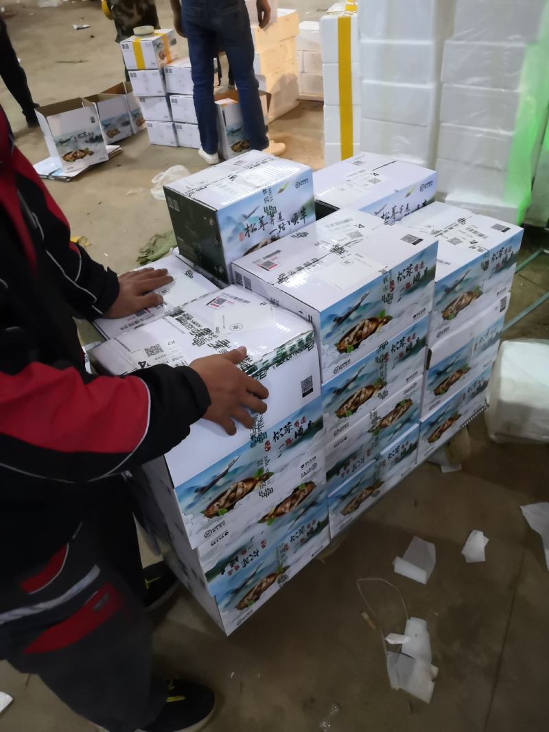 香格里拉新鲜松茸3-5cm产地一件代发批发包邮