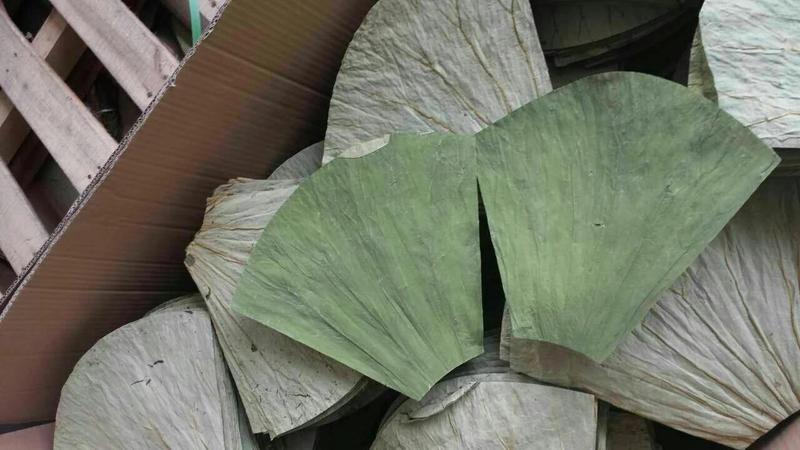 山东微山湖荷叶切片扇形裁片高19厘米宽30厘米食品厂包荷