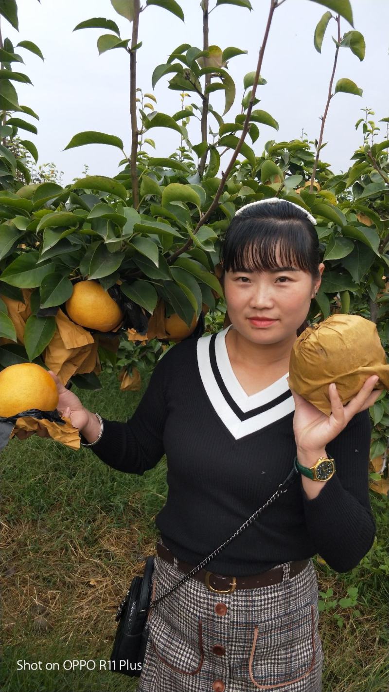 晚秋黄梨秋月梨新鲜水果大量上市产地直销