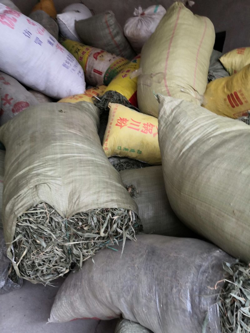 金钱草大山深处野生金钱草