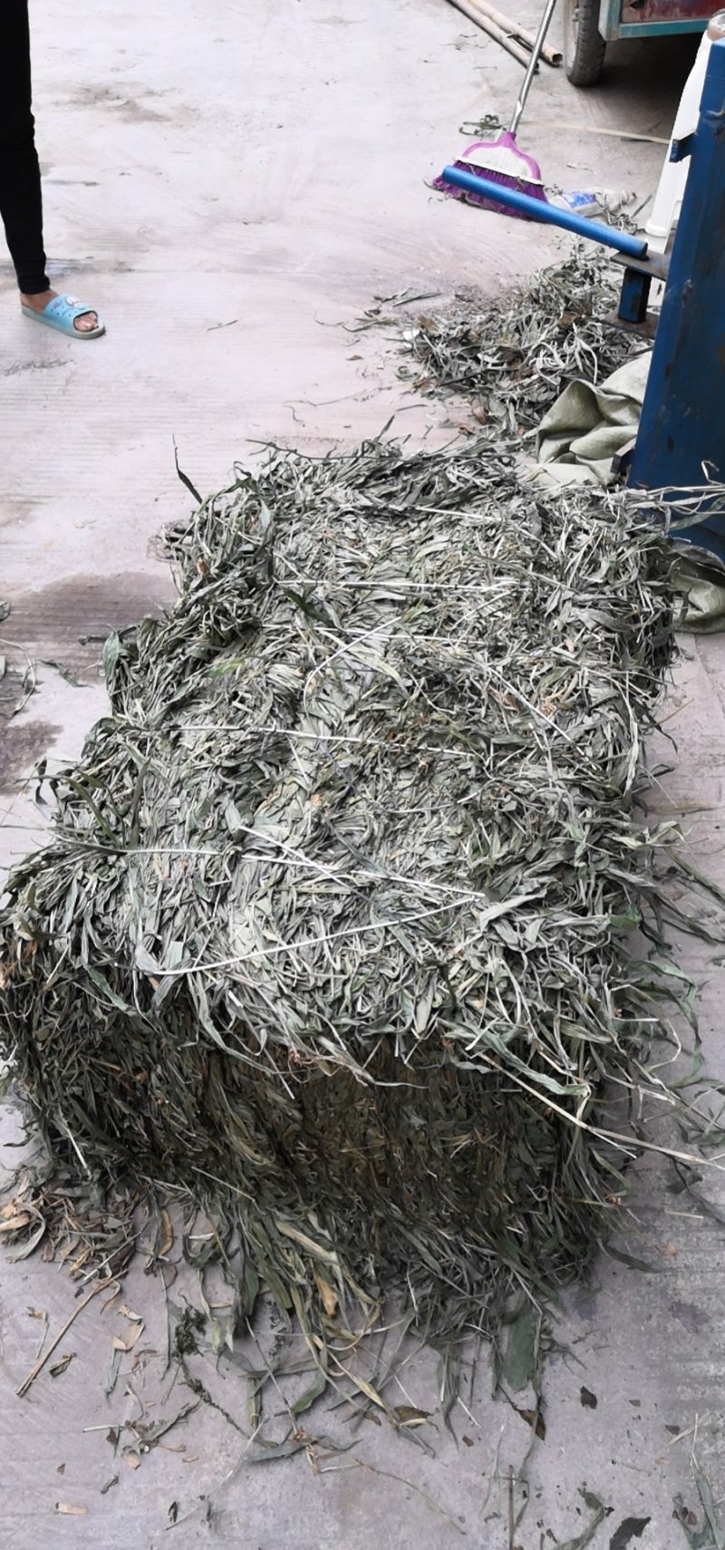金钱草大山深处野生金钱草