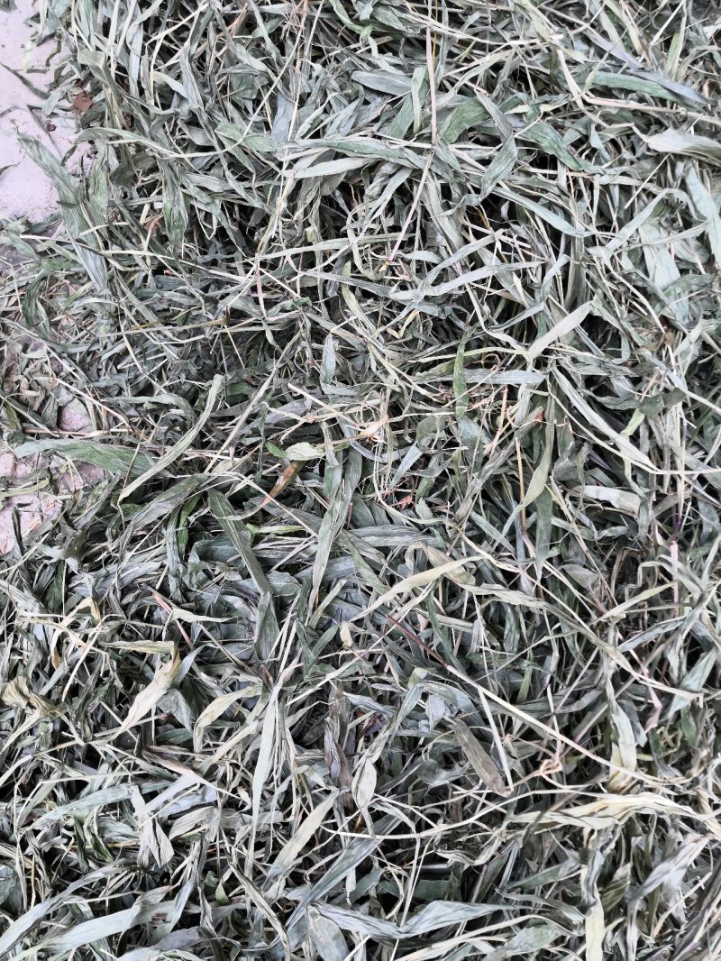金钱草大山深处野生金钱草