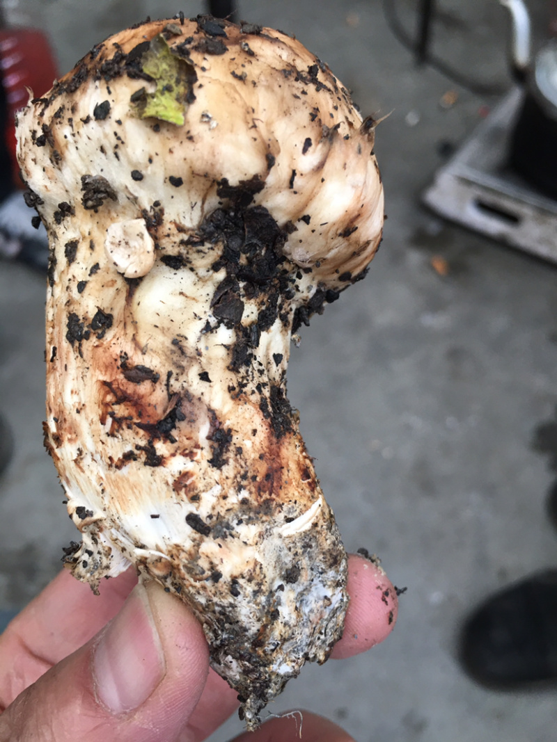 小金野生新鲜松茸顺丰空运冷链四川特产出口野生菌子蘑菇