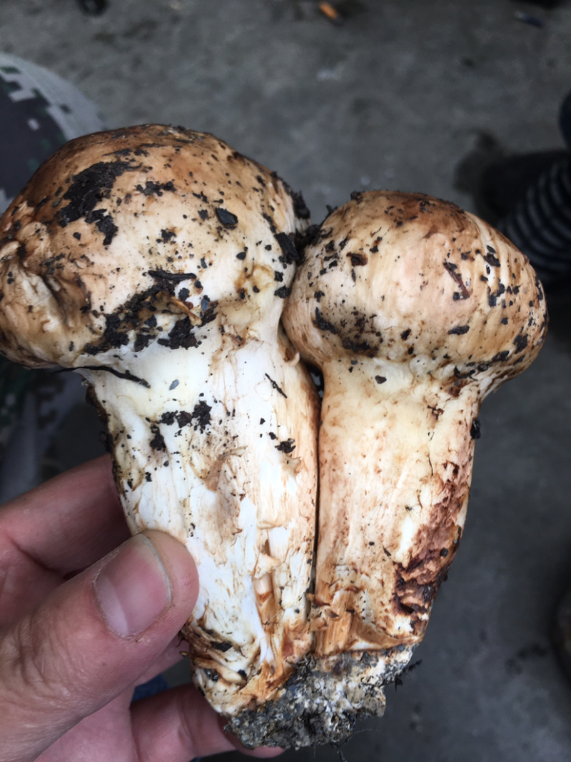 小金野生新鲜松茸顺丰空运冷链四川特产出口野生菌子蘑菇