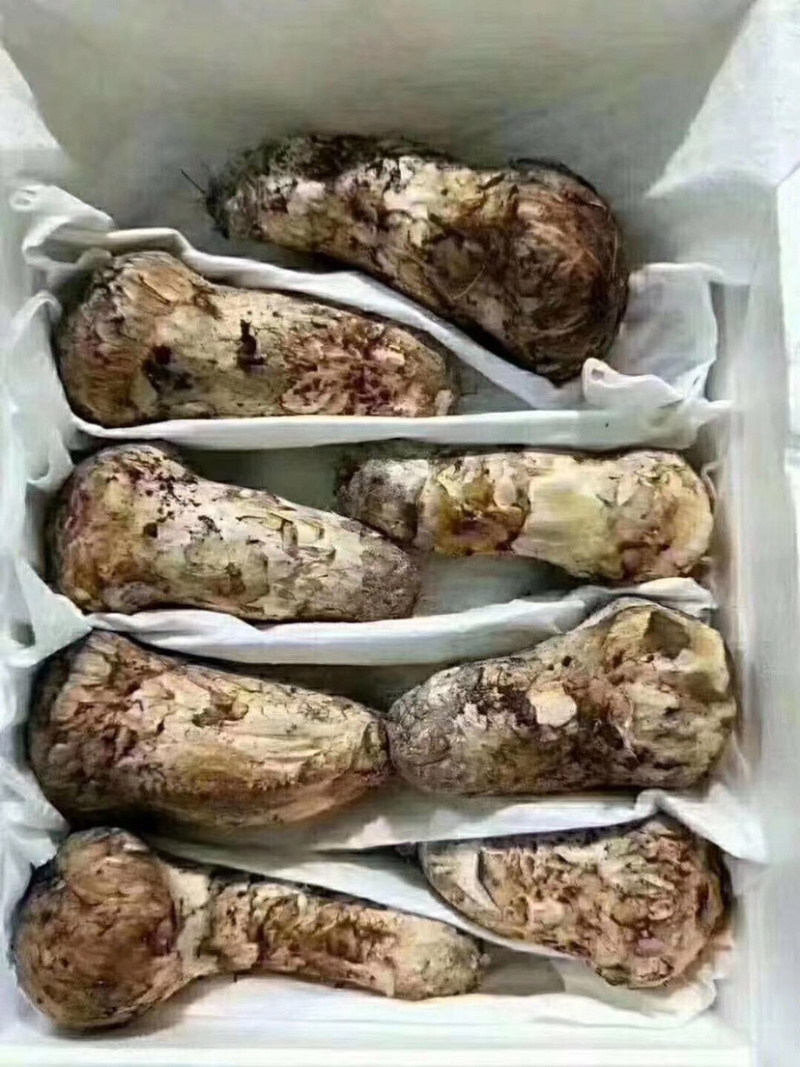 小金野生新鲜松茸顺丰空运冷链四川特产出口野生菌子蘑菇