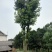 基地直销50-80公分骨架移植香樟，